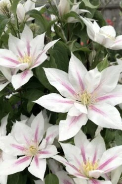Corinne Clematis - 1 Gallon Pot -Best Plant Shop clematis corinne 2