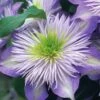 Crystal Fountain Clematis - 1 Gallon Pot -Best Plant Shop clematis crystal fountain 1