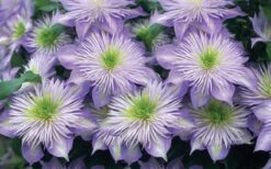 Crystal Fountain Clematis - 1 Gallon Pot -Best Plant Shop clematis crystal fountain 2