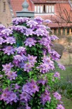 Crystal Fountain Clematis - 1 Gallon Pot -Best Plant Shop clematis crystal fountain 3