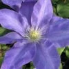 Diana's Delight Clematis - 1 Gallon Pot 2 Diana's Delight Clematis - 1 Gallon Pot -Best Plant Shop clematis dianas delight 500x750 1