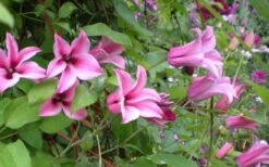 Duchess Of Albany Clematis - 1 Gallon Pot 17 Duchess Of Albany Clematis - 1 Gallon Pot -Best Plant Shop clematis duchess of albany 5