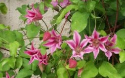 Duchess Of Albany Clematis - 1 Gallon Pot 16 Duchess Of Albany Clematis - 1 Gallon Pot -Best Plant Shop clematis duchess of albany 6