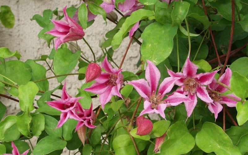 Duchess Of Albany Clematis - 1 Gallon Pot 9 Duchess Of Albany Clematis - 1 Gallon Pot - Image 7