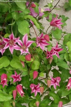 Duchess Of Albany Clematis - 1 Gallon Pot 15 Duchess Of Albany Clematis - 1 Gallon Pot -Best Plant Shop clematis duchess of albany 7