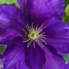 Duchess Of Cornwall Clematis- 1 Gallon Pot -Best Plant Shop clematis duchess of cornwall 3
