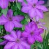Elsa Spath Clematis - 1 Gallon Pot -Best Plant Shop clematis elsa spath 6