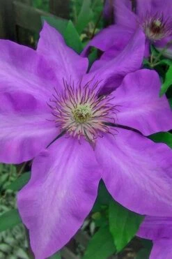 Elsa Spath Clematis - 1 Gallon Pot 11 Elsa Spath Clematis - 1 Gallon Pot -Best Plant Shop clematis elsa spath 7