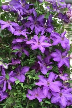 Elsa Spath Clematis - 1 Gallon Pot 10 Elsa Spath Clematis - 1 Gallon Pot -Best Plant Shop clematis elsa spath 9