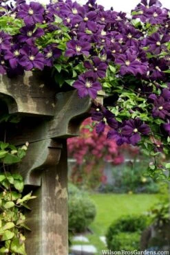 Etoile Violette Clematis - 1 Gallon Pot -Best Plant Shop clematis etoile violette 11