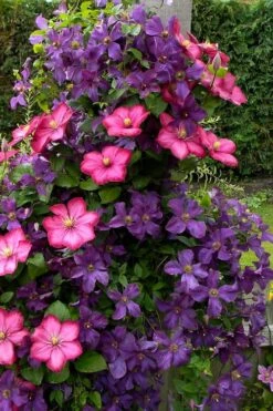 Etoile Violette Clematis - 1 Gallon Pot -Best Plant Shop clematis etoile violette 4