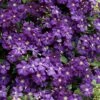 Etoile Violette Clematis - 1 Gallon Pot 1 Etoile Violette Clematis - 1 Gallon Pot -Best Plant Shop clematis etoile violette 8