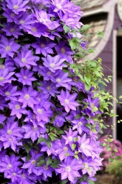 General Sikorski Clematis - 1 Gallon Pot 15 General Sikorski Clematis - 1 Gallon Pot -Best Plant Shop clematis general sikorski 11