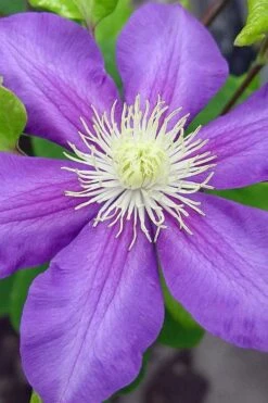 General Sikorski Clematis - 1 Gallon Pot 16 General Sikorski Clematis - 1 Gallon Pot -Best Plant Shop clematis general sikorski 8