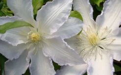 Gillian Blades Clematis - 1 Gallon Pot 13 Gillian Blades Clematis - 1 Gallon Pot -Best Plant Shop clematis gillian blades 4