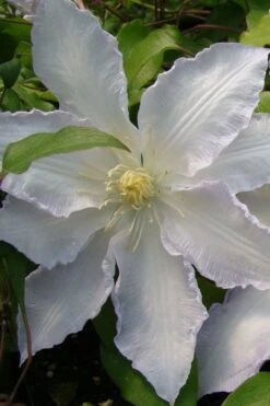 Gillian Blades Clematis - 1 Gallon Pot 11 Gillian Blades Clematis - 1 Gallon Pot -Best Plant Shop clematis gillian blades 5