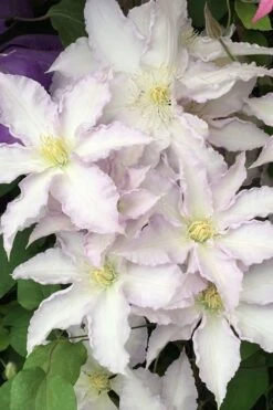 Gillian Blades Clematis - 1 Gallon Pot 12 Gillian Blades Clematis - 1 Gallon Pot -Best Plant Shop clematis gillian blades 500x750 1