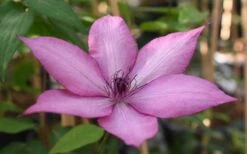 Giselle Clematis - 1 Gallon Pot -Best Plant Shop clematis giselle 11
