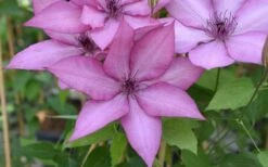Giselle Clematis - 1 Gallon Pot -Best Plant Shop clematis giselle 12