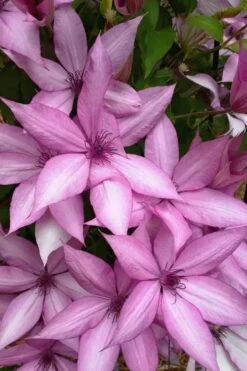 Giselle Clematis - 1 Gallon Pot -Best Plant Shop clematis giselle 13