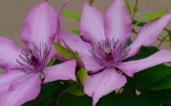 Giselle Clematis - 1 Gallon Pot -Best Plant Shop clematis giselle 7