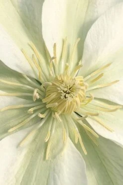 Guernsey Cream Clematis - 1 Gallon Pot 14 Guernsey Cream Clematis - 1 Gallon Pot -Best Plant Shop clematis guernsey cream 1