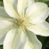 Guernsey Cream Clematis - 1 Gallon Pot 2 Guernsey Cream Clematis - 1 Gallon Pot -Best Plant Shop clematis guernsey cream 2