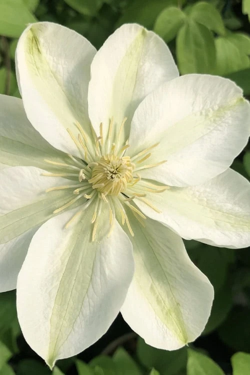 Guernsey Cream Clematis - 1 Gallon Pot 3 Guernsey Cream Clematis - 1 Gallon Pot