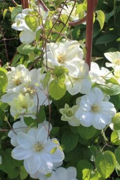 Guernsey Cream Clematis - 1 Gallon Pot 13 Guernsey Cream Clematis - 1 Gallon Pot -Best Plant Shop clematis guernsey cream 3