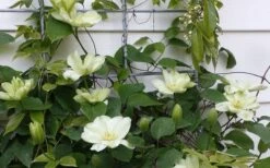 Guernsey Cream Clematis - 1 Gallon Pot 15 Guernsey Cream Clematis - 1 Gallon Pot -Best Plant Shop clematis guernsey cream 4