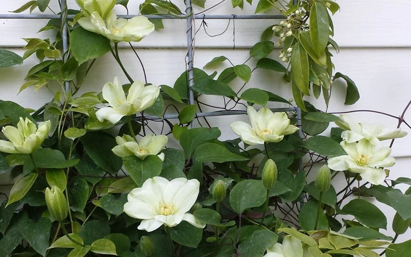 Guernsey Cream Clematis - 1 Gallon Pot 9 Guernsey Cream Clematis - 1 Gallon Pot - Image 7