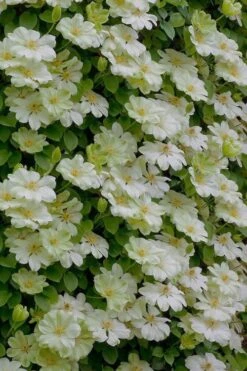 Guernsey Cream Clematis - 1 Gallon Pot 12 Guernsey Cream Clematis - 1 Gallon Pot -Best Plant Shop clematis guernsey cream 5