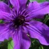 Guiding Promise Clematis - 1 Gallon Pot 1 Guiding Promise Clematis - 1 Gallon Pot -Best Plant Shop clematis guiding promise 4