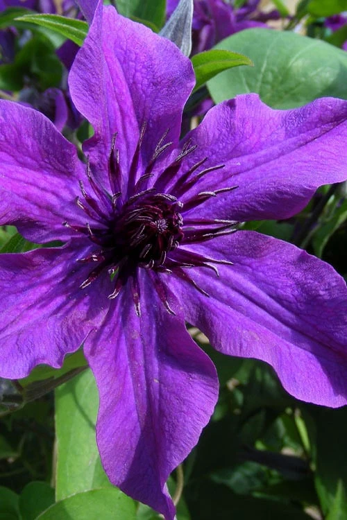Guiding Promise Clematis - 1 Gallon Pot 3 Guiding Promise Clematis - 1 Gallon Pot