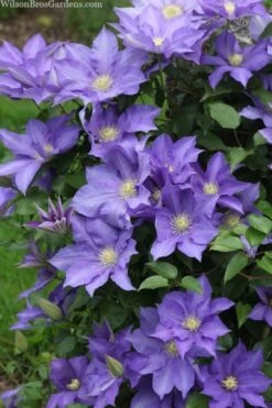 H. F. Young Clematis - 3 Gallon Pot 11 H. F. Young Clematis - 3 Gallon Pot -Best Plant Shop clematis h f young 13 1