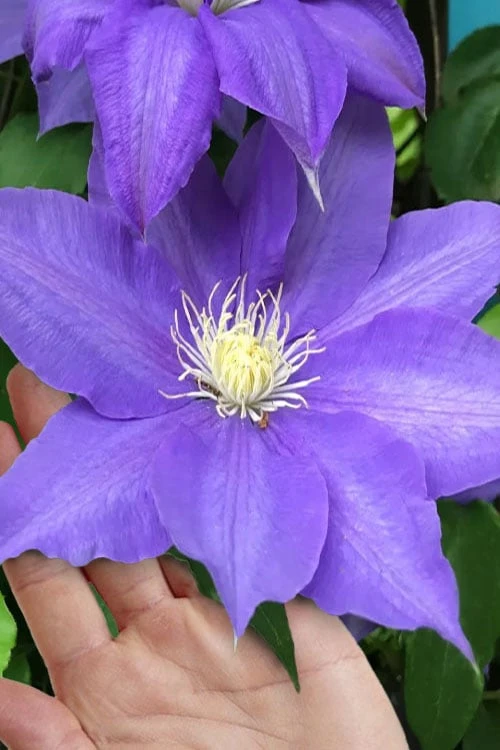 H. F. Young Clematis - 3 Gallon Pot 3 H. F. Young Clematis - 3 Gallon Pot