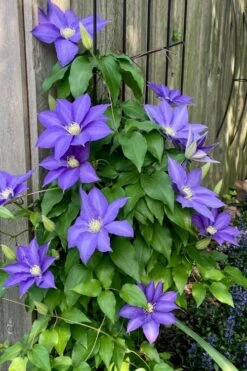 H. F. Young Clematis - 3 Gallon Pot 12 H. F. Young Clematis - 3 Gallon Pot -Best Plant Shop clematis h f young 5 1