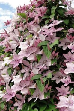 Hagley Hybrid Clematis - 1 Gallon Pot -Best Plant Shop clematis hagley hybrid 11