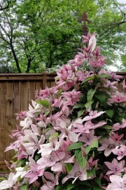 Hagley Hybrid Clematis - 1 Gallon Pot -Best Plant Shop clematis hagley hybrid 12