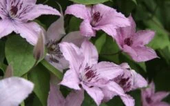 Hagley Hybrid Clematis - 1 Gallon Pot -Best Plant Shop clematis hagley hybrid 13
