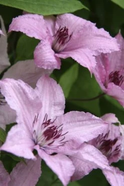 Hagley Hybrid Clematis - 1 Gallon Pot -Best Plant Shop clematis hagley hybrid 14