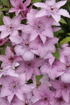 Hagley Hybrid Clematis - 1 Gallon Pot -Best Plant Shop clematis hagley hybrid 15