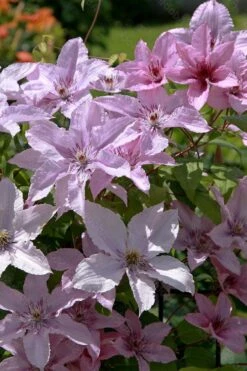 Hagley Hybrid Clematis - 1 Gallon Pot -Best Plant Shop clematis hagley hybrid 18