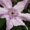 Hagley Hybrid Clematis - 1 Gallon Pot -Best Plant Shop clematis hagley hybrid 20