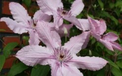 Hagley Hybrid Clematis - 1 Gallon Pot -Best Plant Shop clematis hagley hybrid 21