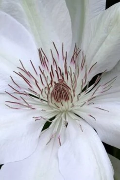 Henryi Clematis - 1 Gallon Pot -Best Plant Shop clematis henryi 1