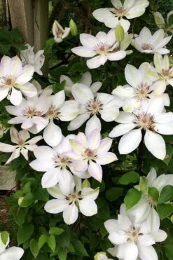 Henryi Clematis - 1 Gallon Pot -Best Plant Shop clematis henryi 2
