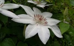 Henryi Clematis - 1 Gallon Pot -Best Plant Shop clematis henryi 3
