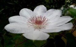 Henryi Clematis - 1 Gallon Pot -Best Plant Shop clematis henryi 4