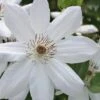 Henryi Clematis - 1 Gallon Pot 1 Henryi Clematis - 1 Gallon Pot -Best Plant Shop clematis henryi 5